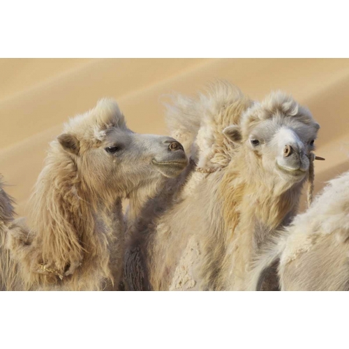 China, Badain Jaran Desert Camels in a convoy